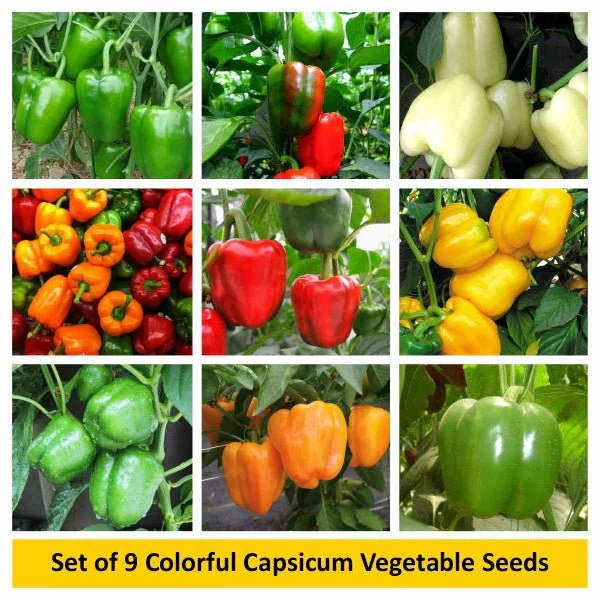 Set of 9 Colorful Capsicum Vegetable Seeds - Image 2