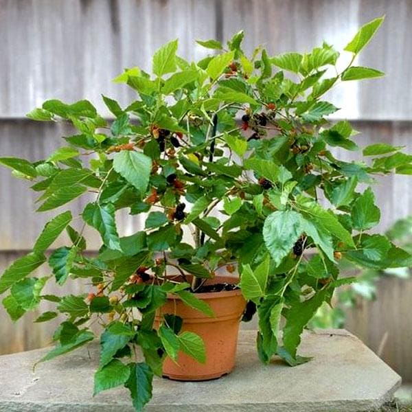 Shahtoot, Mulberry, Tuti ( Big Leaves ) - Plant