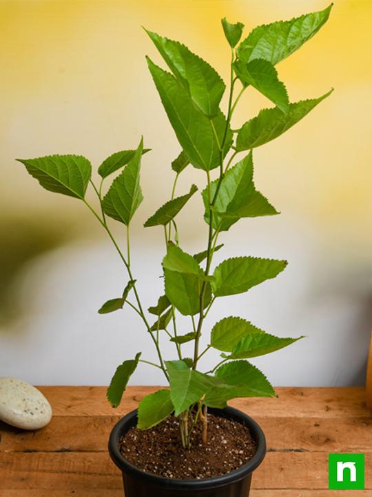 Shahtoot, Mulberry, Tuti (Small Leaves) - Plant - Image 2
