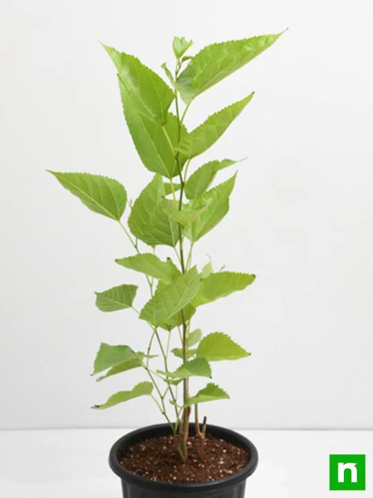 Shahtoot, Mulberry, Tuti (Small Leaves) - Plant - Image 4