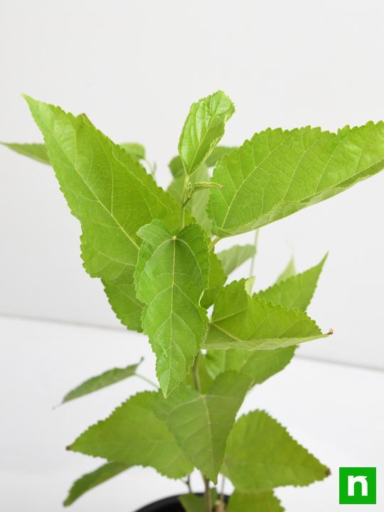 Shahtoot, Mulberry, Tuti (Small Leaves) - Plant - Image 5