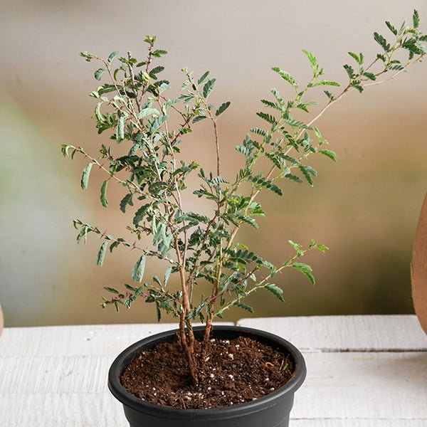 Shami, Tree of Dhanishta Nakshatra, Capricorn or Makar Rashi - Plant