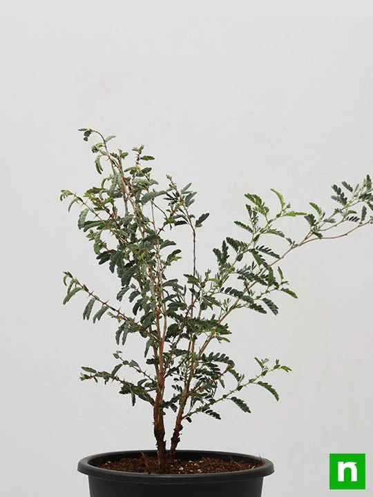 Shami, Tree of Dhanishta Nakshatra, Capricorn or Makar Rashi - Plant - Image 3