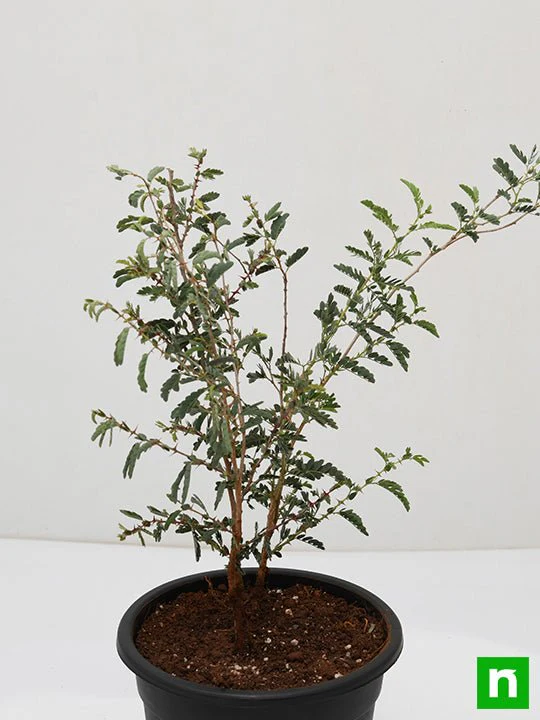 Shami, Tree of Dhanishta Nakshatra, Capricorn or Makar Rashi - Plant - Image 4