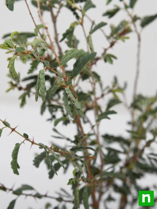 Shami, Tree of Dhanishta Nakshatra, Capricorn or Makar Rashi - Plant - Image 5