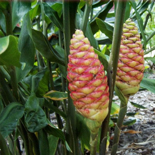 Shampoo Ginger, Zingiber zerumbet - Plant