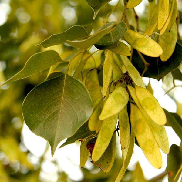 Sheesham, Sheesham Tree, Indian Rosewood Tree - Plant
