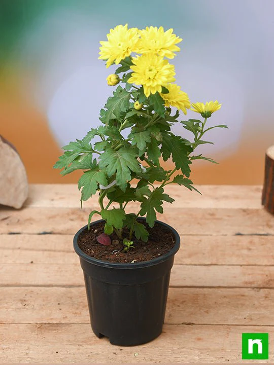 Shevanti, Chrysanthemum (Any Color) - Plant - Image 2
