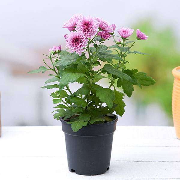 Shevanti, Chrysanthemum (Wine Color) - Plant