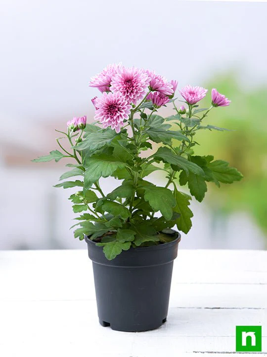 Shevanti, Chrysanthemum (Wine Color) - Plant - Image 2