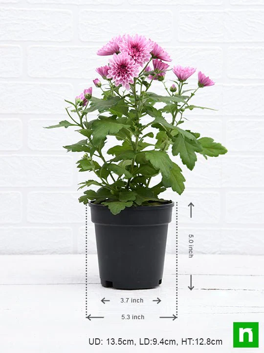 Shevanti, Chrysanthemum (Wine Color) - Plant - Image 3