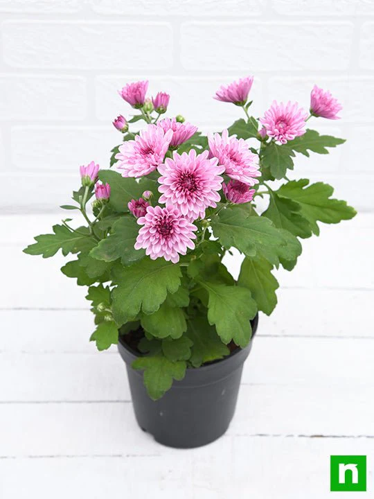 Shevanti, Chrysanthemum (Wine Color) - Plant - Image 4