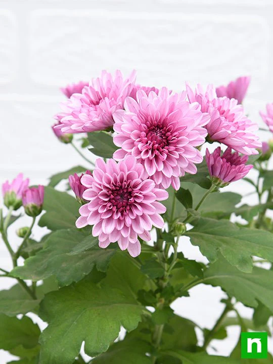 Shevanti, Chrysanthemum (Wine Color) - Plant - Image 5