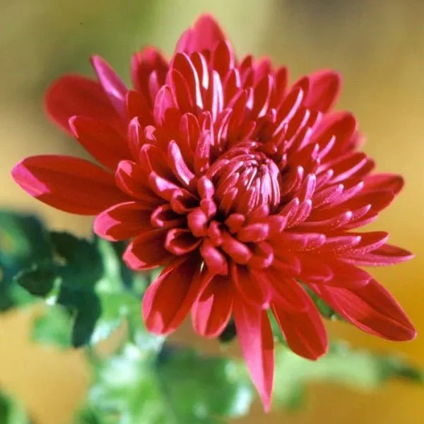 Shevanti, Chrysanthemum (Red) - Plant