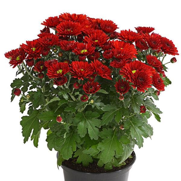 Shevanti, Chrysanthemum (Red) - Plant - Image 2