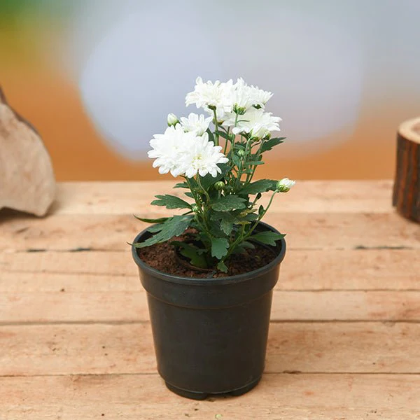 Shevanti, Chrysanthemum (White) - Plant - Image 2