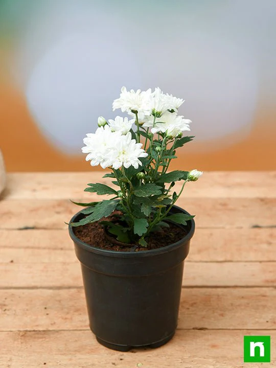Shevanti, Chrysanthemum (White) - Plant - Image 3