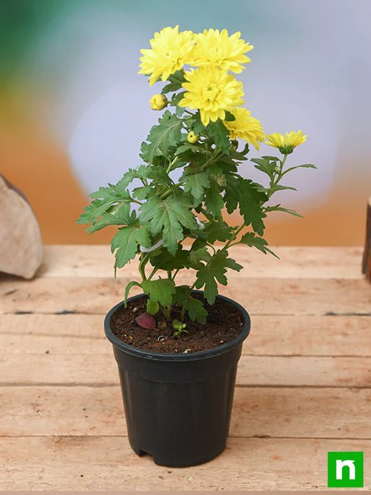 Shevanti, Chrysanthemum (Yellow) - Plant - Image 3