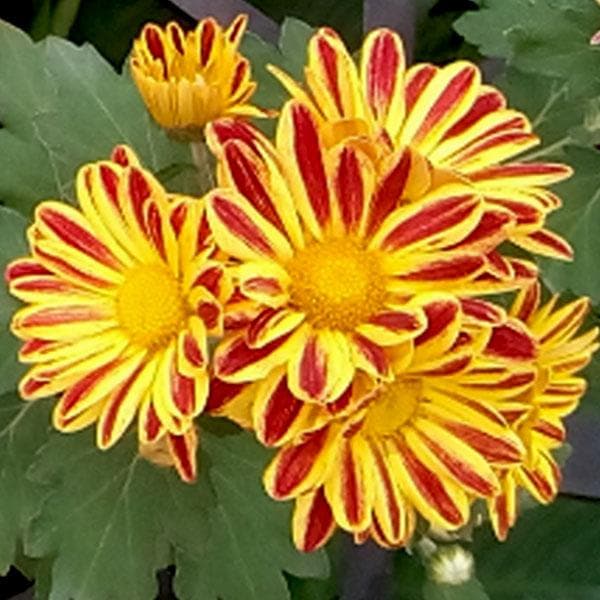 Shevanti, Chrysanthemum (Yellow, Red) - Plant