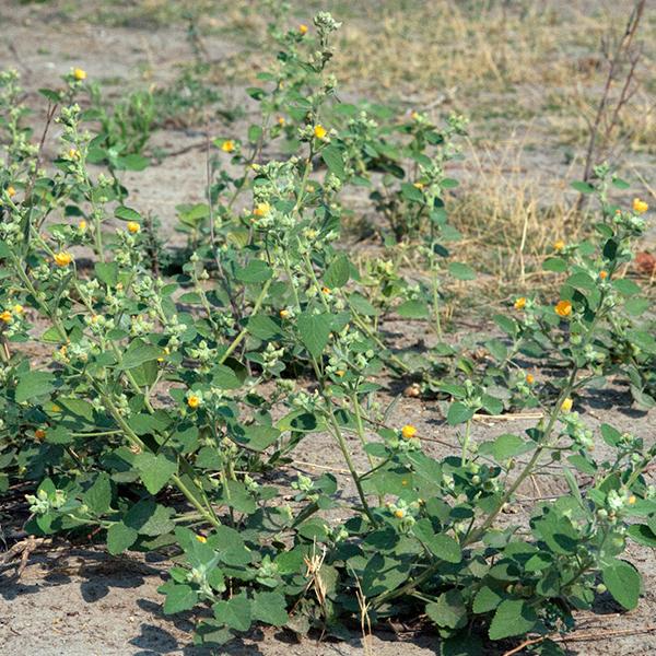 Sida Cordifolia - 0.5 kg Seeds - Image 2