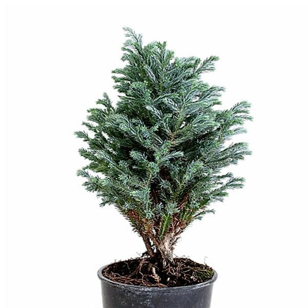 Silver Cypress, Chamaecyparis pisifera Boulevard - Plant