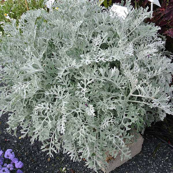 Silver Dust, Dusty Miller - Plant