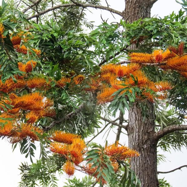 Silver Oak, Silk Oak, Grevillea Robusta - Plant