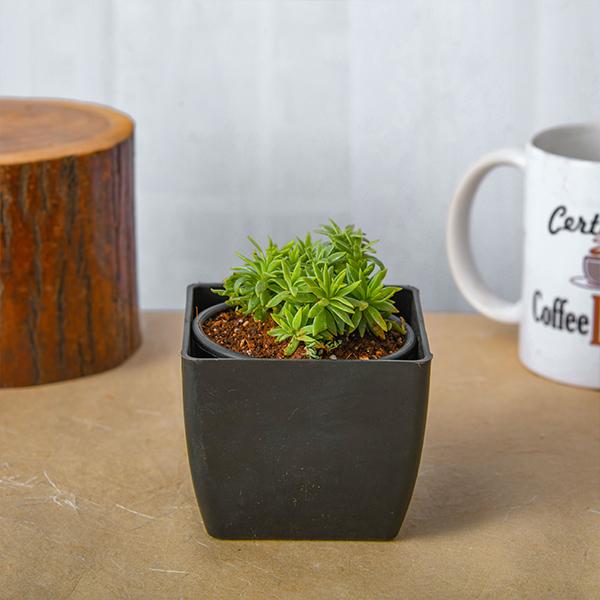 Silver Sedum, Sedum lineare - Succulent Plant