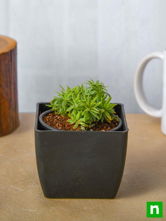 Silver Sedum, Sedum lineare - Succulent Plant - Image 2