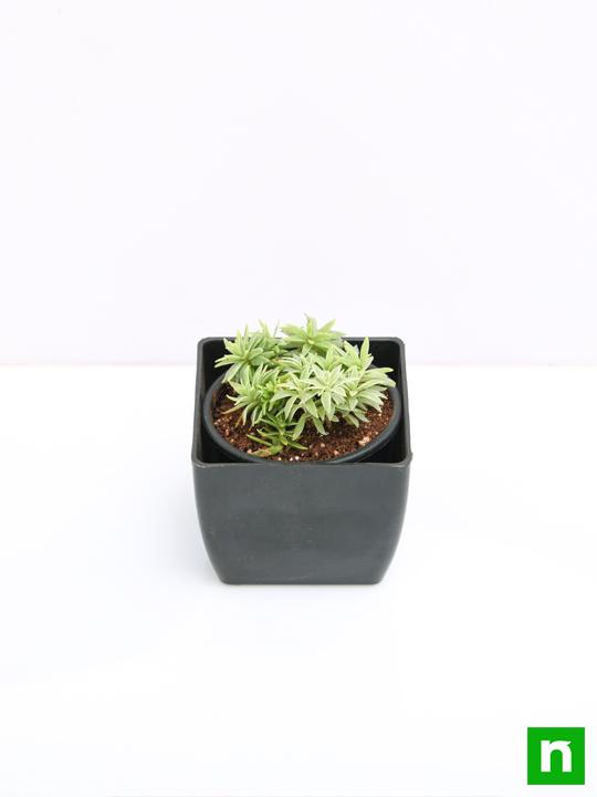 Silver Sedum, Sedum lineare - Succulent Plant - Image 4