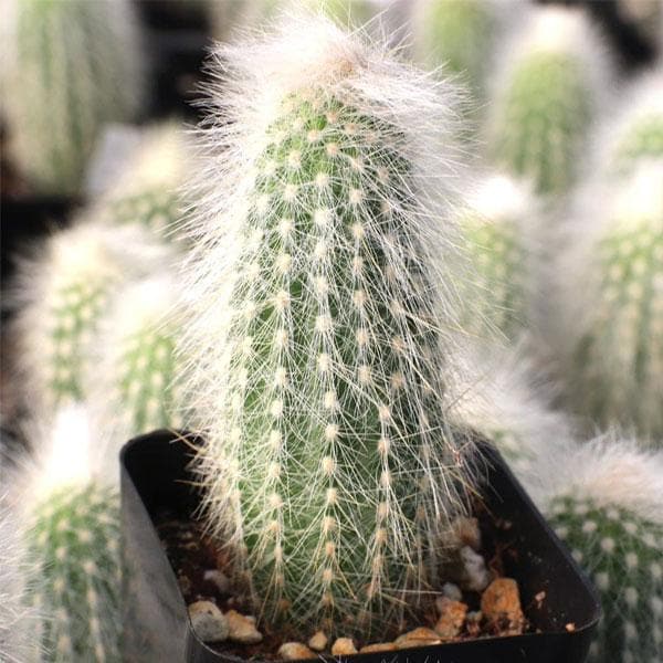 Silver torch - Cactus Plant