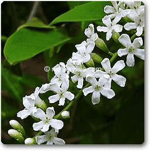 Sita Ranjan - Plant