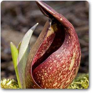 Skunkcabbage - Plant
