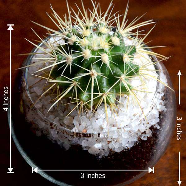 Small cactus spherical bowl (3in Ht) - Image 3