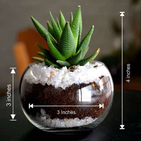 Small Haworthia spherical bowl (3in Ht) - Image 3