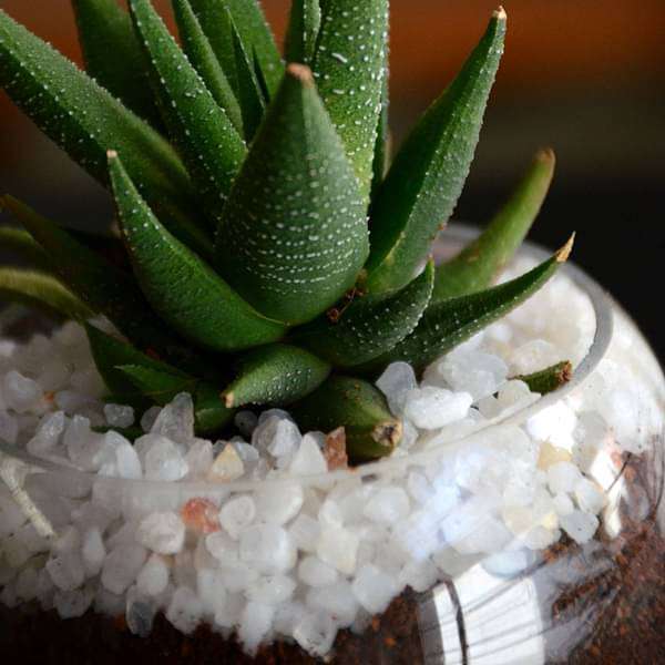 Small Haworthia spherical bowl (3in Ht) - Image 4