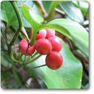 Smilax pseudo-china - Plant