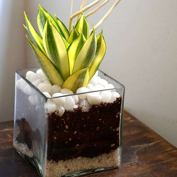 Snake plant in square glass pot (4in Ht) - Image 3