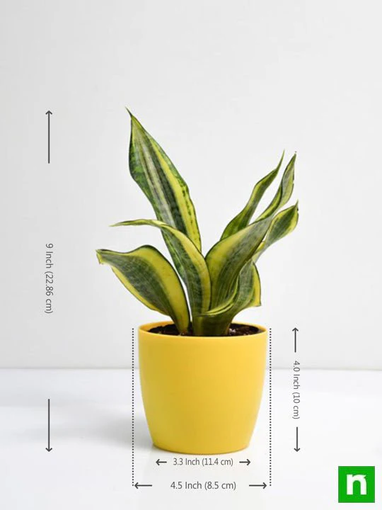 Snake Plant, Sansevieria trifasciata Golden Hahnii - Succulent Plant - Image 3