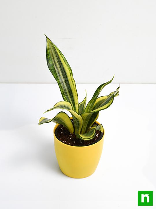 Snake Plant, Sansevieria trifasciata Golden Hahnii - Succulent Plant - Image 4