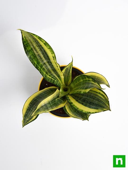 Snake Plant, Sansevieria trifasciata Golden Hahnii - Succulent Plant - Image 5