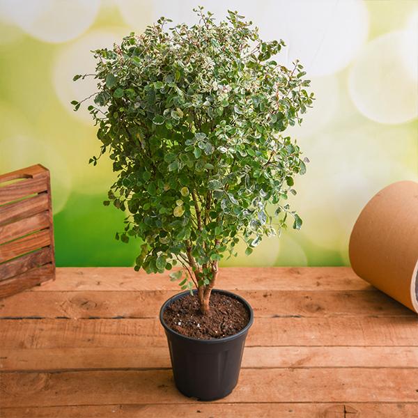 Snowbush - Plant