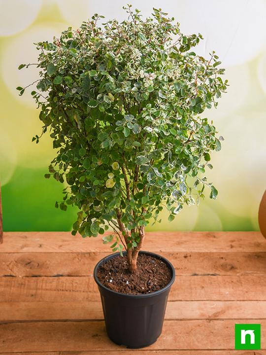 Snowbush - Plant - Image 2