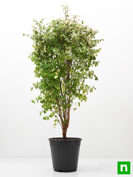 Snowbush - Plant - Image 3