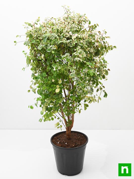 Snowbush - Plant - Image 4