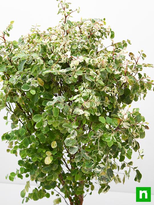Snowbush - Plant - Image 5