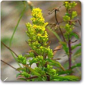 Solidago suaveolens, Goldenrod - Plant