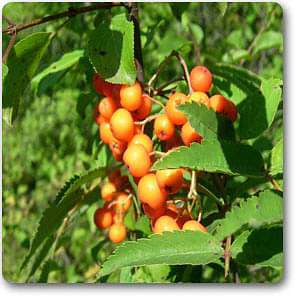 Sorbus americana - Plant