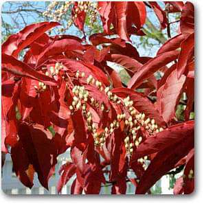 Sourwood - Plant
