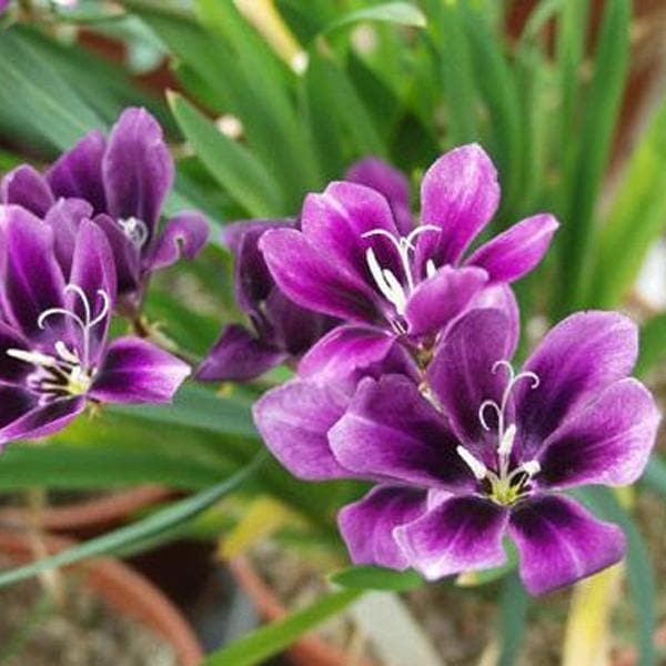 Sparaxis (Lavender) - Bulbs (set of 5)